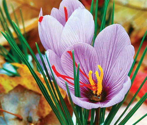 saffron flower india